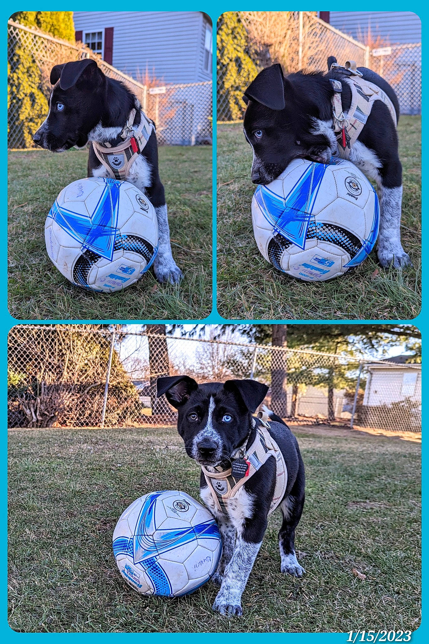 Kratos joined the competition — help win amazing prizes! blue, cap, carnivore, circle, collar, companion_dog, dog, dog_breed, dog_collar, dog_supply, electric_blue, fashion_accessory, grass, green, hat, pet_supply, photograph, plant, sporting_group, working_animal