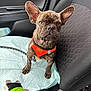 french_bulldog, puppy, dog, car_interior, car_seat, seatbelt, orange_harness, plush_toy, frankenstein_toy, pet, brindle_coat, seat_cover, leash, small_dog, pet_accessory, dog_toy, looking_up, close_up, indoor, cute