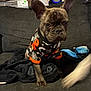 dog, brindle, puppy, pet, indoor, couch, blanket, clothing, costume, halloween, black, orange, paw, furniture, animal, cute, small_dog, canine, living_room, pet_clothes