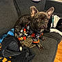 Sirius Padfoot is registered to the contest to win money with this photo: dog, french_bulldog, brindle, halloween_shirt, costume, couch, blanket, indoor, pet_clothing, relaxed_dog, wooden_floor, black_and_white_dog, two_dogs, alert, sitting, canine, home, cozy, companion, animal