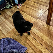 Loki is registered to the contest to win money with this photo: dog, pug, black_dog, indoor, wooden_floor, slippers, blanket, pet, curious, small_dog, flooring, furniture_leg, clutter, collar, looking_up, domestic, household, companion_animal, floor, canine