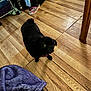 dog, pug, black_dog, indoor, wooden_floor, slippers, blanket, pet, curious, small_dog, flooring, furniture_leg, clutter, collar, looking_up, domestic, household, companion_animal, floor, canine