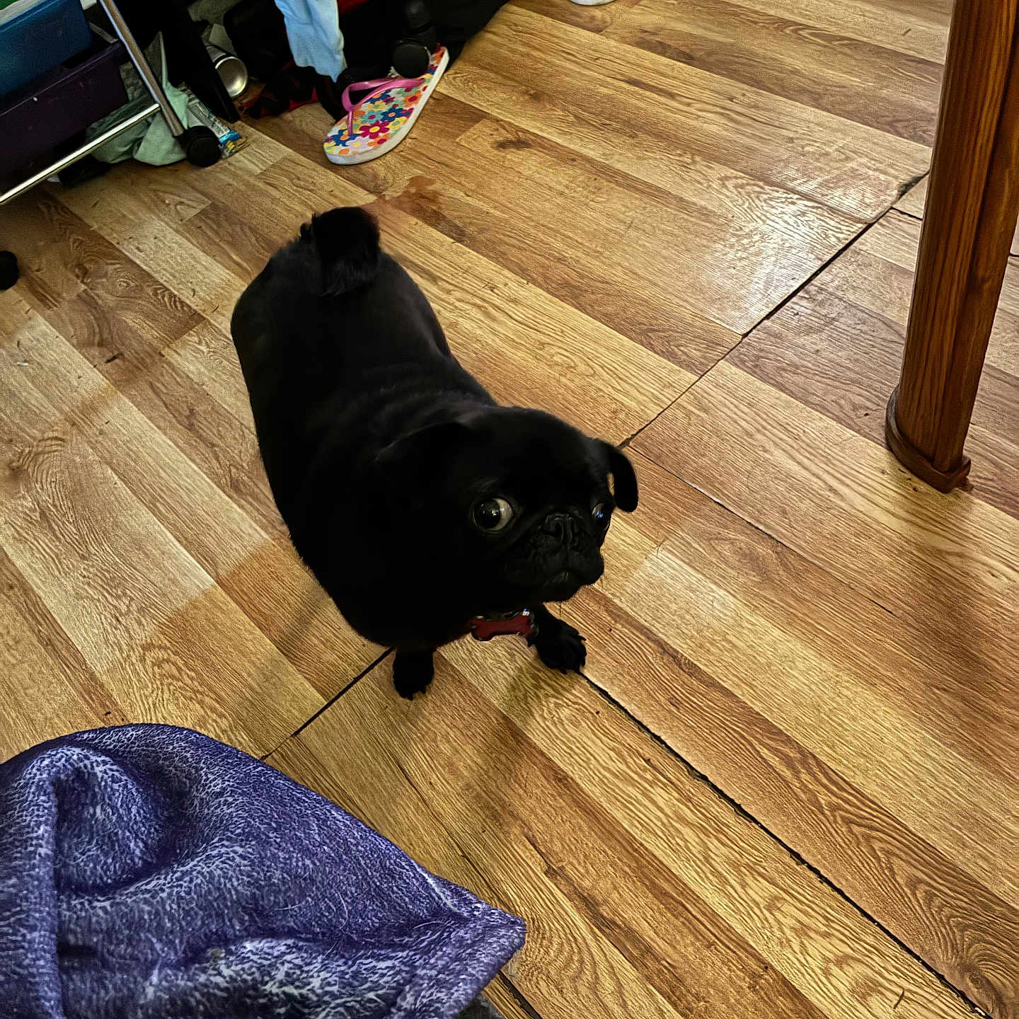Loki is registered to the contest to win money with this photo: black_dog, blanket, canine, clutter, collar, companion_animal, curious, dog, domestic, floor, flooring, furniture_leg, household, indoor, looking_up, pet, pug, slippers, small_dog, wooden_floor