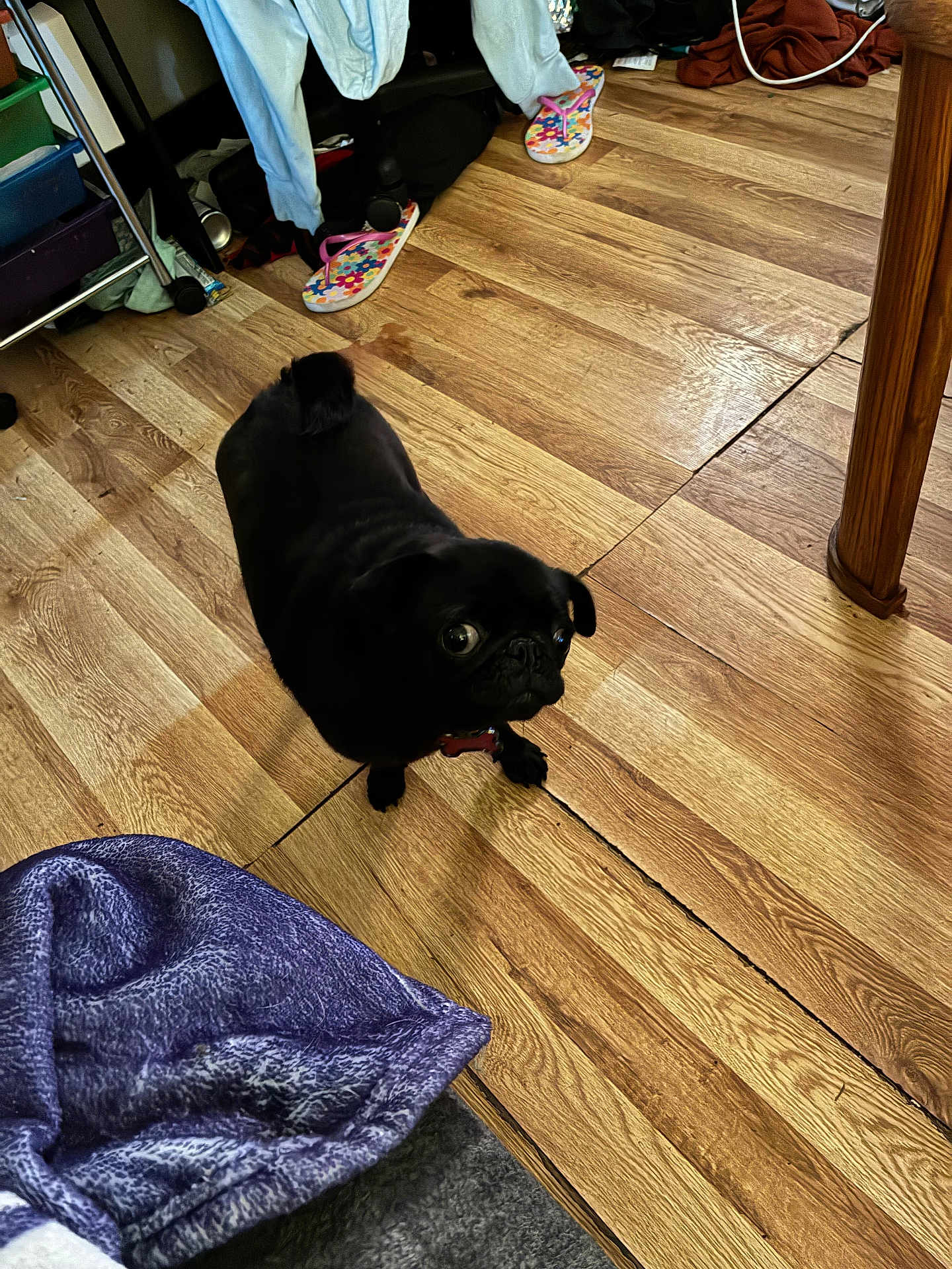 Loki is registered to the contest to win money with this photo: dog, pug, black_dog, indoor, wooden_floor, slippers, blanket, pet, curious, small_dog, flooring, furniture_leg, clutter, collar, looking_up, domestic, household, companion_animal, floor, canine