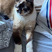 Saphir a rejoint le concours — aidez-le/la à gagner de superbes lots ! animal, bed, blanket, cat, comfort, cozy, cute, domestic, feline, fur, household, indoor, laying, pet, pillow, relaxed, resting, sleepy, striped, white_paws