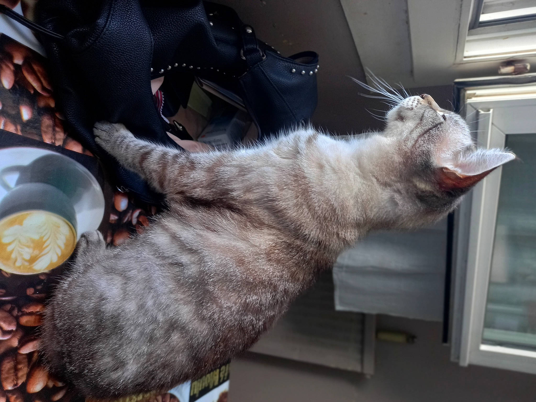 Figy participe au concours pour gagner de l'argent avec cette photo : carnivore, cat, claw, coin, currency, domestic_short_haired_cat, felidae, fur, money, paw, plate, saving, small_to_medium_sized_cats, tail, whiskers, window