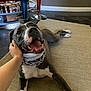 dog, pitbull, pet, indoor, mat, happy, smiling, collar, chain, hand, floor, bar_stool, red, blue, fireplace, tile_floor, person, mammal, animal, domestic