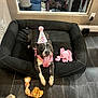 Aiko is registered to the contest to win money with this photo: dog, birthday_hat, bandana, dog_bed, toy, pink_octopus_toy, giraffe_toy, floor, mirror, plant, shoe, tile_floor, indoor, pet, celebration, smiling_dog, tongue_out, black_and_white_dog, happy, home