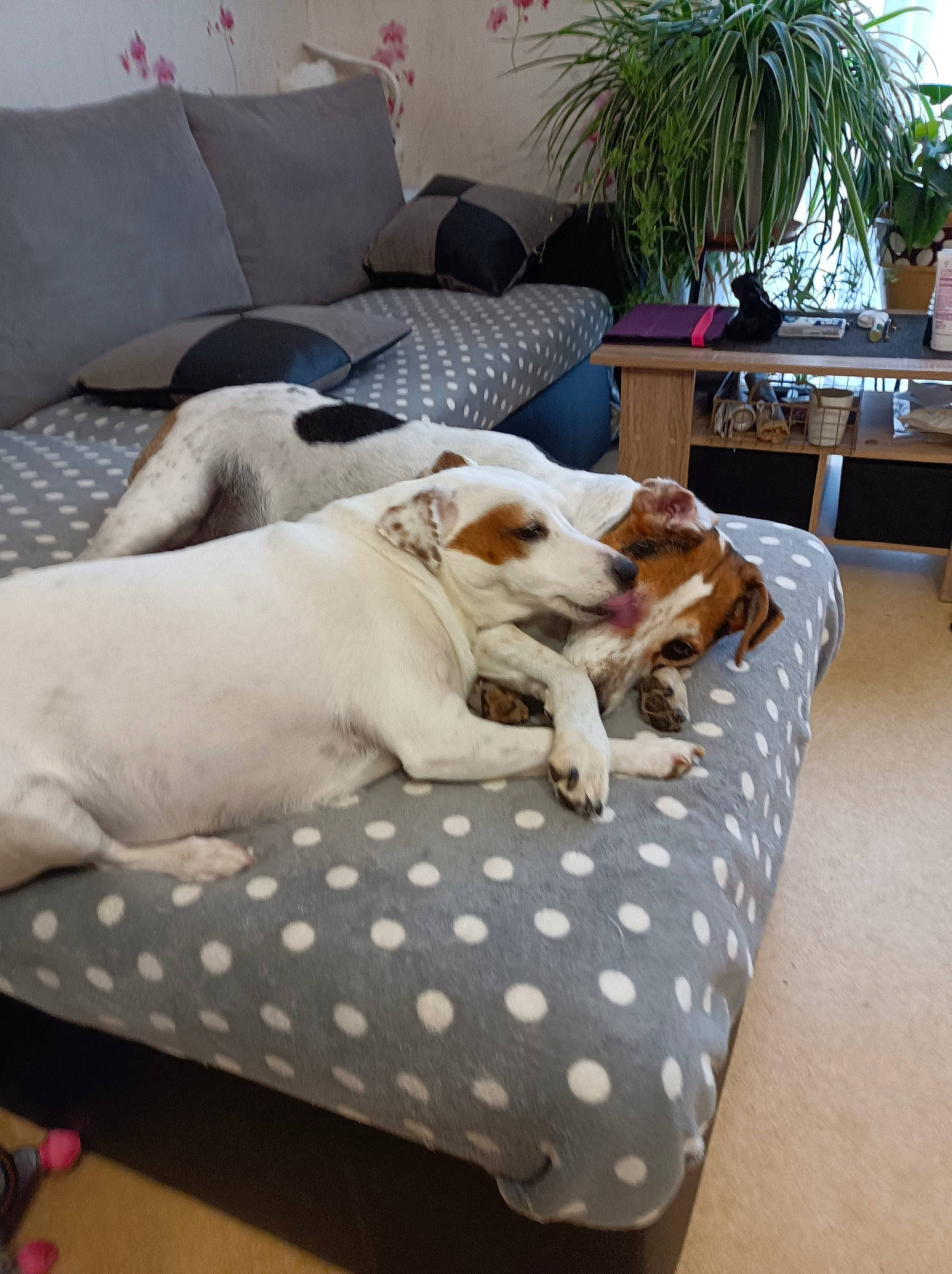 N'Elia participe au concours pour gagner de l'argent avec cette photo : carnivore, comfort, companion_dog, couch, dog, dog_breed, dog_supply, fawn, felidae, flooring, flowerpot, furniture, houseplant, living_room, mammal, pet_supply, plant, table, white, working_animal