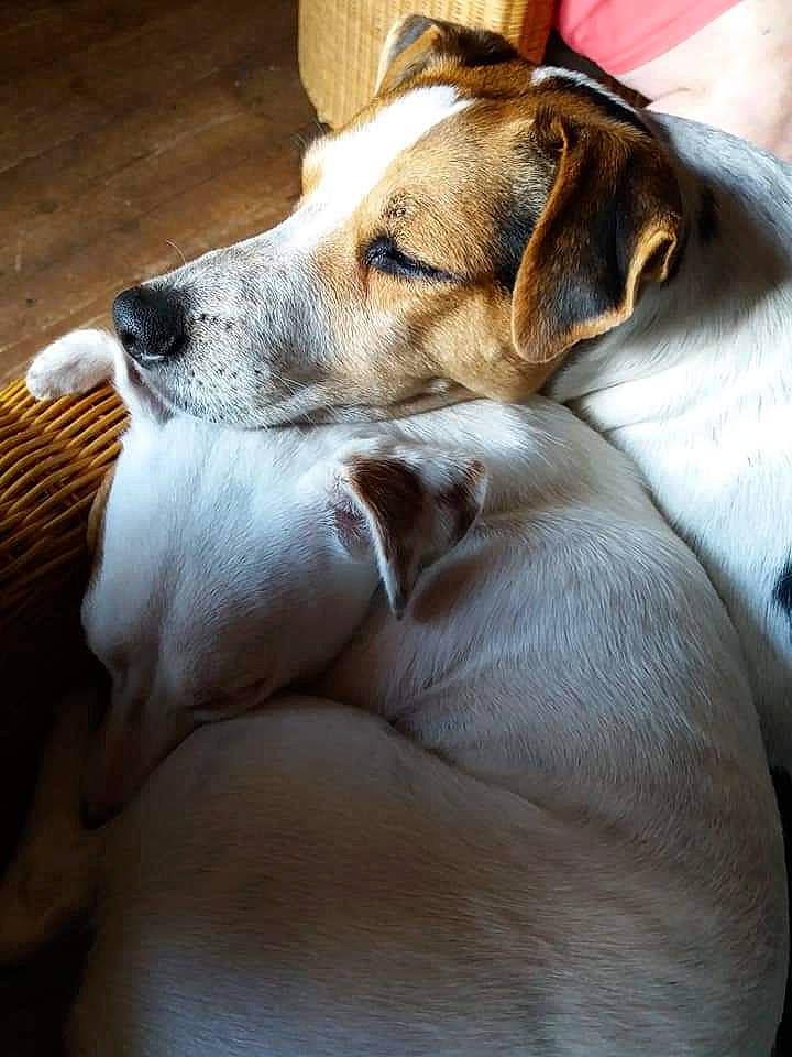 Janvier participe au concours pour gagner de l'argent avec cette photo : canidae, carnivore, comfort, companion_dog, dog, dog_breed, fawn, fur, hound, linens, nap, non_sporting_group, scent_hound, sleep, snout, sporting_group, street_dog, terrestrial_animal, whiskers, working_animal