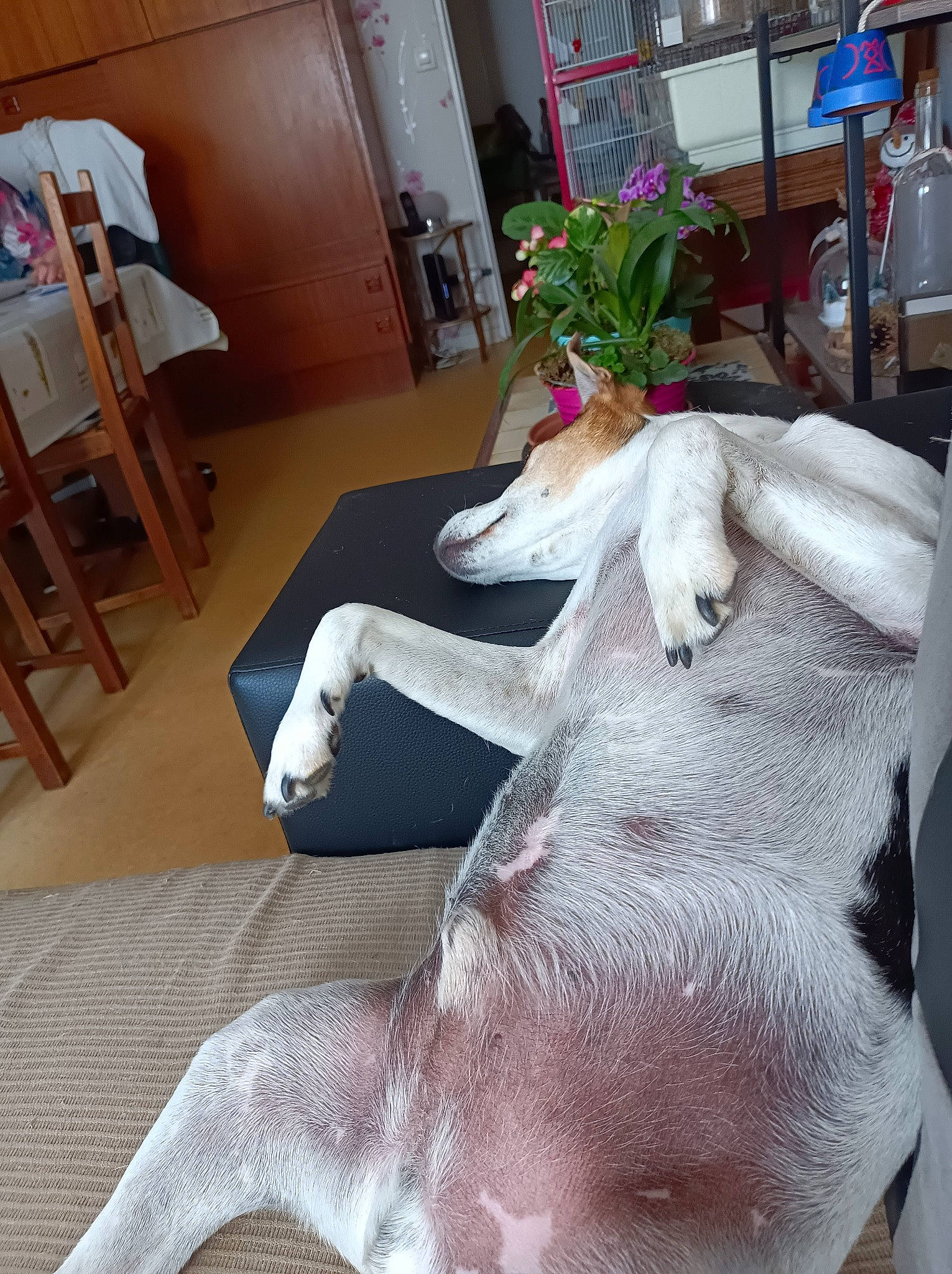 Janvier participe au concours pour gagner de l'argent avec cette photo : comfort, companion_dog, fawn, felidae, floor, flooring, flower, fur, furniture, hardwood, interior_design, linens, living_room, plant, room, small_to_medium_sized_cats, table, tail, textile, wood