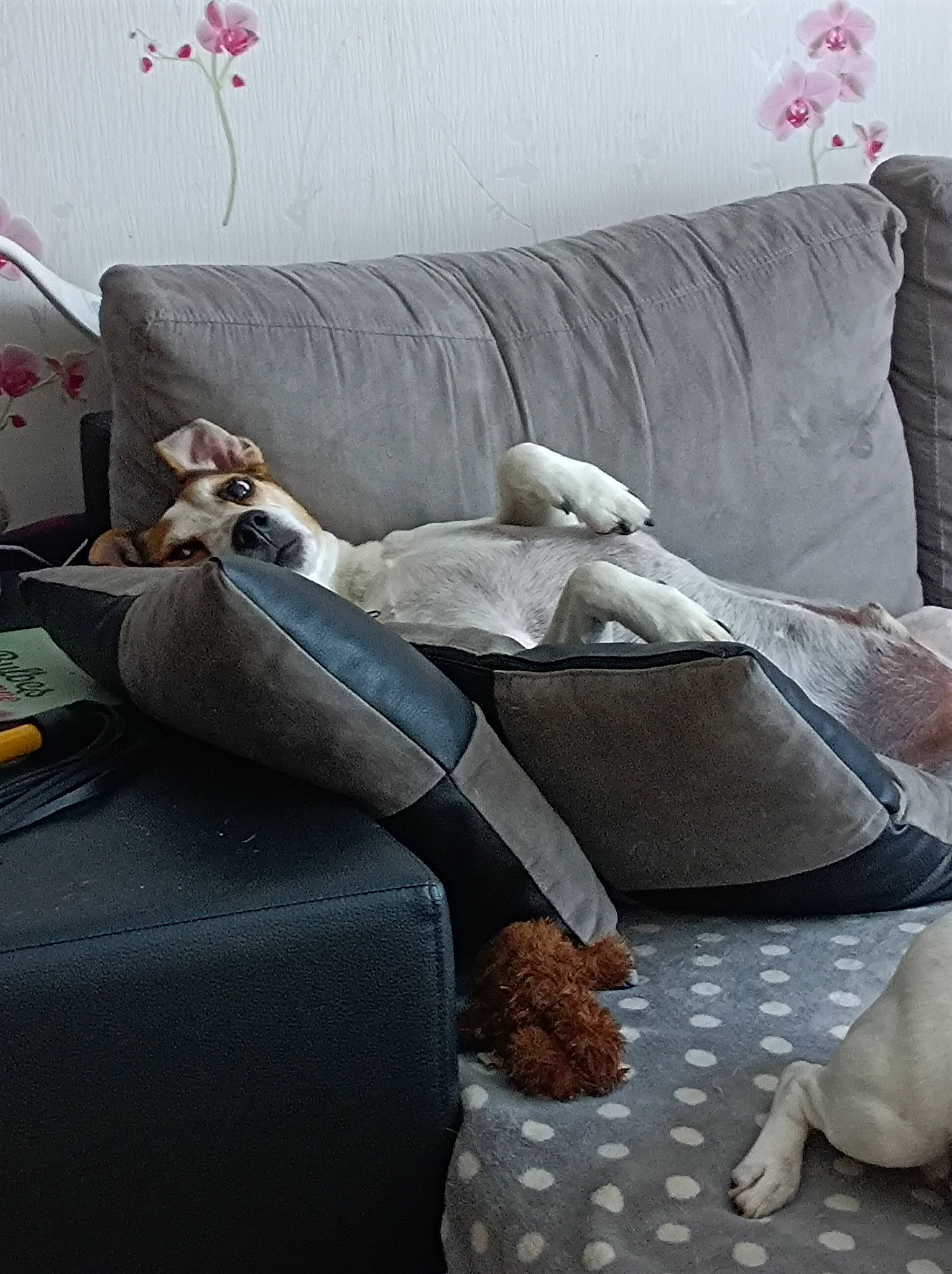 Janvier participe au concours pour gagner de l'argent avec cette photo : carnivore, comfort, companion_dog, couch, felidae, floor, flooring, grey, interior_design, linens, living_room, pillow, sofa_bed, studio_couch, table, textile, throw_pillow, toy, white, wood