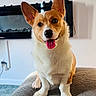dog, corgi, pet, animal, cute, happy, tongue_out, ears, sitting, indoor, couch, furniture, fireplace, clock, smiling, canine, domestic_animal, living_room, cozy, portrait