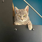 Titus participe au concours pour gagner de l'argent avec cette photo : animal, background, blue_wall, cat, claws, close_up, curious, ears, feline, gray_tabby, indoor, looking, metal, paw, pet, portrait, resting, staircase, whiskers, yellow_eyes
