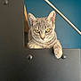 animal, background, blue_wall, cat, claws, close_up, curious, ears, feline, gray_tabby, indoor, looking, metal, paw, pet, portrait, resting, staircase, whiskers, yellow_eyes