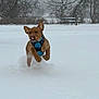 Sam joined the competition — help win amazing prizes! dog, snow, winter, outdoor, playful, running, canine, harness, brown_dog, snowfall, trees, park, nature, animal, active, cute, cold, daytime, pet, joyful