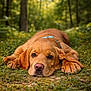 dog, puppy, golden_retriever, grass, forest, nature, outdoor, animal, cute, pet, lying_down, sleepy, brown, collar, young, mammal, adorable, closeup, eyes, ground