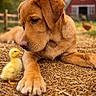 animal, background, barn, brown, curious, cute, dog, duckling, farm, fence, fur, grass, nature, outdoor, pet, puppy, rural, straw, yellow, young
