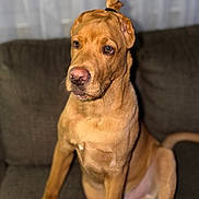 Sam is registered to the contest to win money with this photo: animal, brown_dog, canine, companion, couch, cute, dog, domestic_animal, ears, fur, furniture, home, indoor, looking_away, mammal, nose, pet, portrait, sitting, topknot