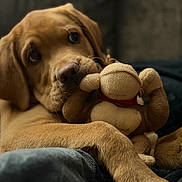 Sam joined the competition — help win amazing prizes! puppy, dog, plush_toy, monkey_toy, cuddle, blanket, snuggle, soft, brown, cute, pet, animal, indoors, closeup, fur, relax, toy, playful, resting, cozy