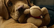 Sam joined the competition — help win amazing prizes! animal, blanket, brown, closeup, cozy, cuddle, cute, dog, fur, indoors, monkey_toy, pet, playful, plush_toy, puppy, relax, resting, snuggle, soft, toy