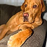 Sam joined the competition — help win amazing prizes! animal, blurred_background, canine, close_up, comfort, couch, dog, domestic, expression, fur, furniture, golden_brown, home, indoor, lounge, paw, pet, portrait, relaxed, resting