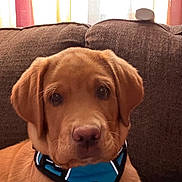 Sam is registered to the contest to win money with this photo: animal, blue_harness, brown_dog, canine, closeup, companion, couch, curtains, cute, dog, domestic_animal, face, floppy_ears, fur, home, indoor, pet, puppy, resting, young_dog