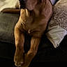 Sam joined the competition — help win amazing prizes! animal, brown_dog, companion, couch, cozy, cute, dog, domestic_animal, friendly, fur, home, indoor, lounge, mammal, paw, pet, pillow, portrait, relaxed, resting