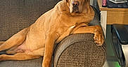Sam joined the competition — help win amazing prizes! animal, calm, chair, couch, curtain, desk, dog, face, furniture, golden_brown, home_office, indoor, looking, lounge, monitor, paw, pet, relaxed, window, wooden_floor