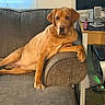 Sam joined the competition — help win amazing prizes! animal, calm, chair, couch, curtain, desk, dog, face, furniture, golden_brown, home_office, indoor, looking, lounge, monitor, paw, pet, relaxed, window, wooden_floor
