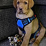 Sam is registered to the contest to win money with this photo: puppy, dog, blue_harness, plush_toy, leopard_print, carpet, couch, indoor, pet, young_dog, cute, sitting, brown_fur, animal, toy, domestic, furniture, pet_accessory, young, companion