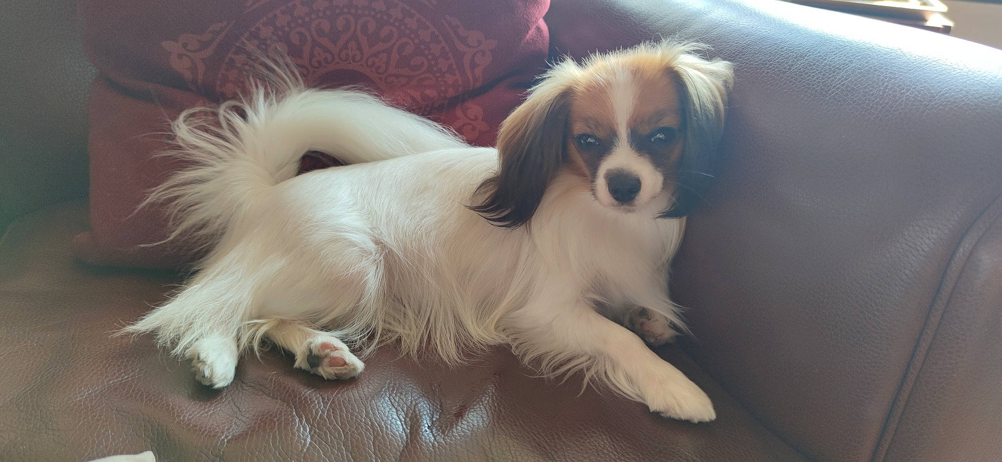 Tina a rejoint le concours — aidez-le/la à gagner de superbes lots ! bored, canidae, carnivore, companion_dog, dog, dog_breed, fawn, fur, gun_dog, king_charles_spaniel, liver, papillon, puppy, snout, spaniel, sporting_group, terrestrial_animal, toy_dog, whiskers, working_animal