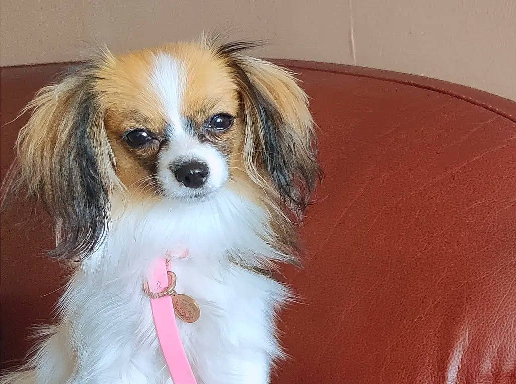 Tina a rejoint le concours — aidez-le/la à gagner de superbes lots ! ancient_dog_breeds, canidae, carnivore, companion_dog, dog, dog_breed, dog_supply, fawn, fur, liver, non_sporting_group, papillon, snout, sporting_group, toy_dog, whiskers, working_animal