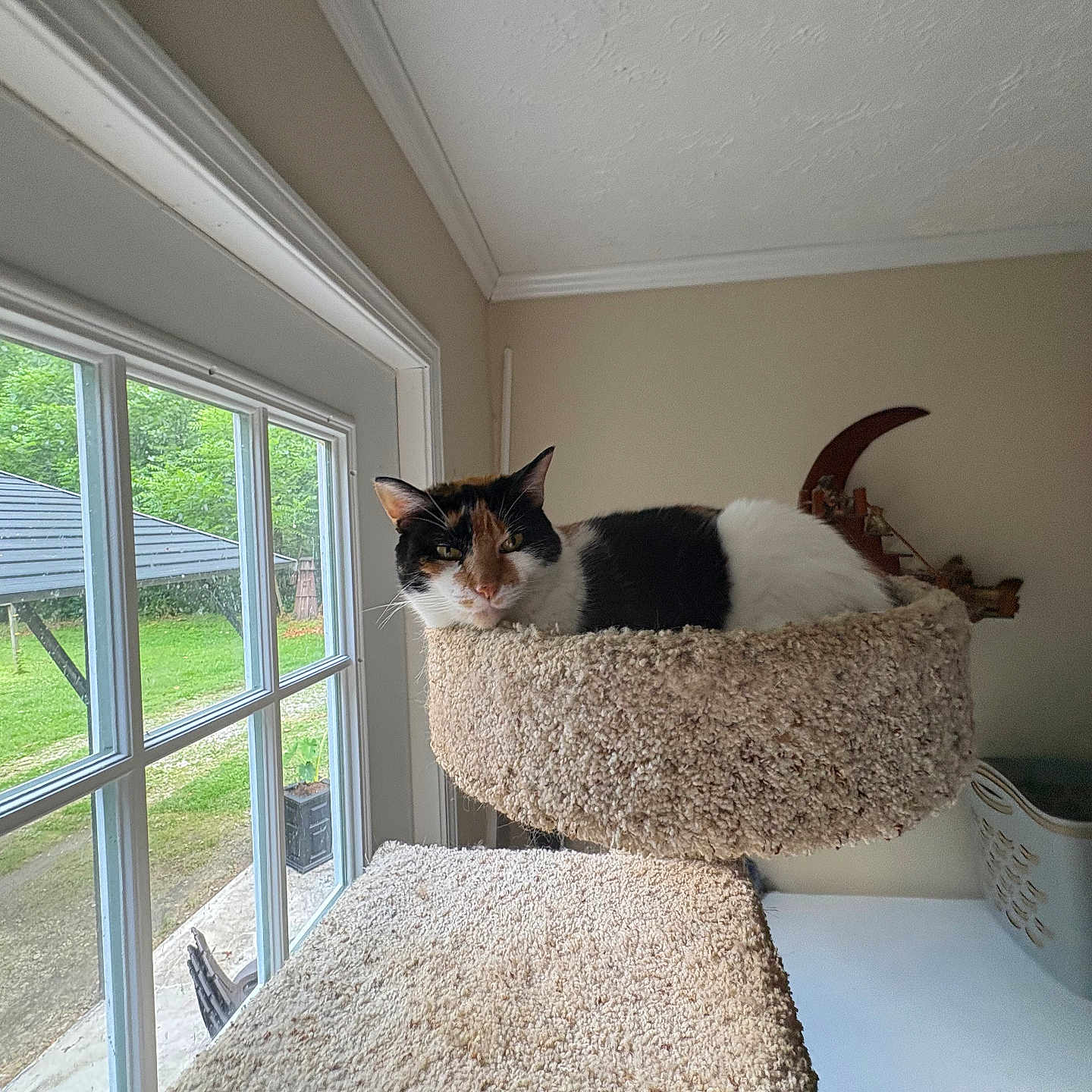 Anna May is registered to the contest to win money with this photo: animal, calico_cat, calm, carpeted, cat, cat_bed, cozy, daylight, feline, furniture, greenery, home, indoor, nature_outside, pet, quiet, relaxing, resting, sunlight, window