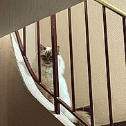 Myrtille a rejoint le concours — aidez-le/la à gagner de superbes lots ! cat, fluffy, stairs, railing, indoor, beige, brown, wall, pet, animal, feline, curious, stairs_rail, texture, house, domestic, quiet, shadow, light, resting
