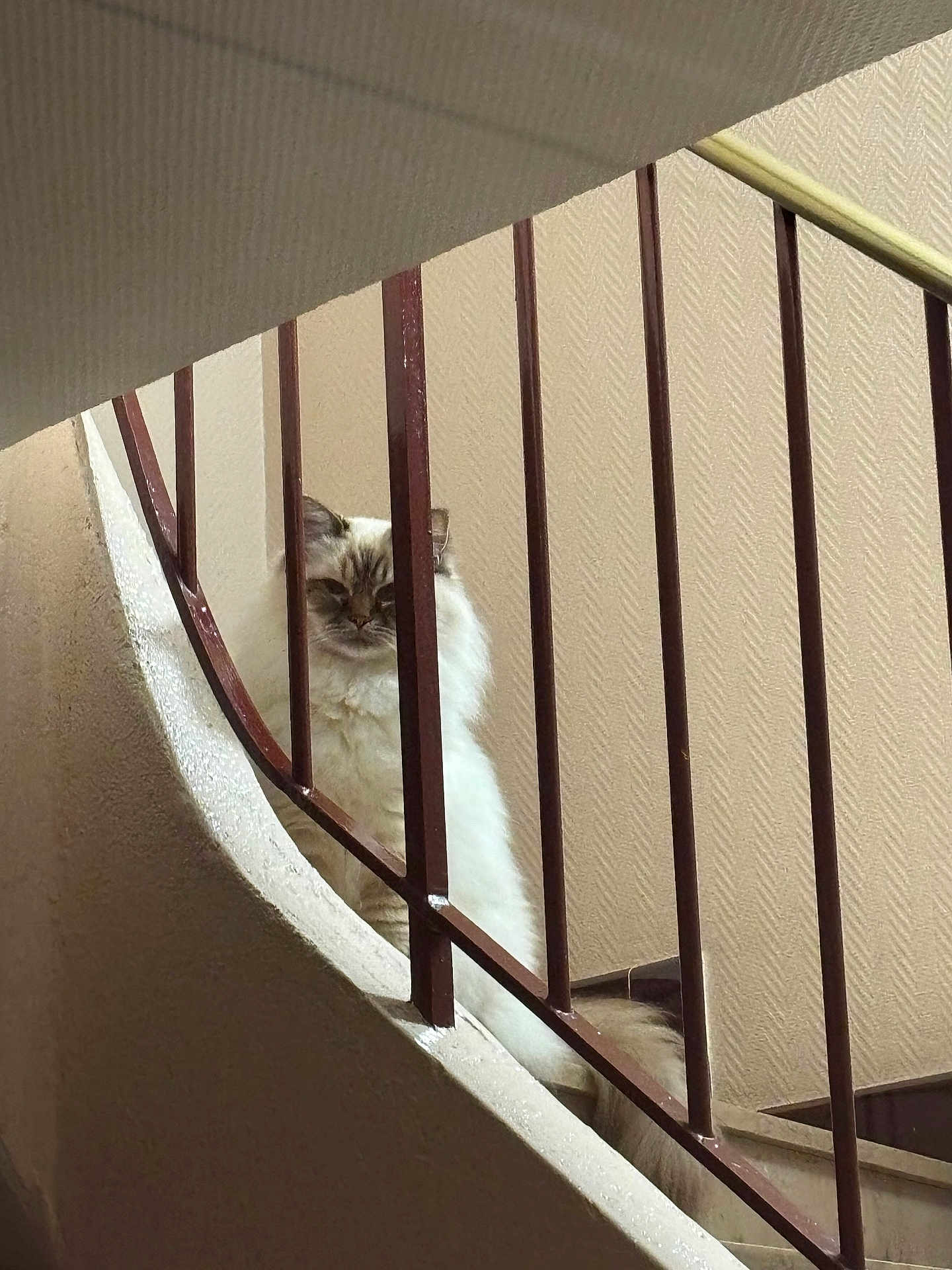 Myrtille a rejoint le concours — aidez-le/la à gagner de superbes lots ! cat, fluffy, stairs, railing, indoor, beige, brown, wall, pet, animal, feline, curious, stairs_rail, texture, house, domestic, quiet, shadow, light, resting