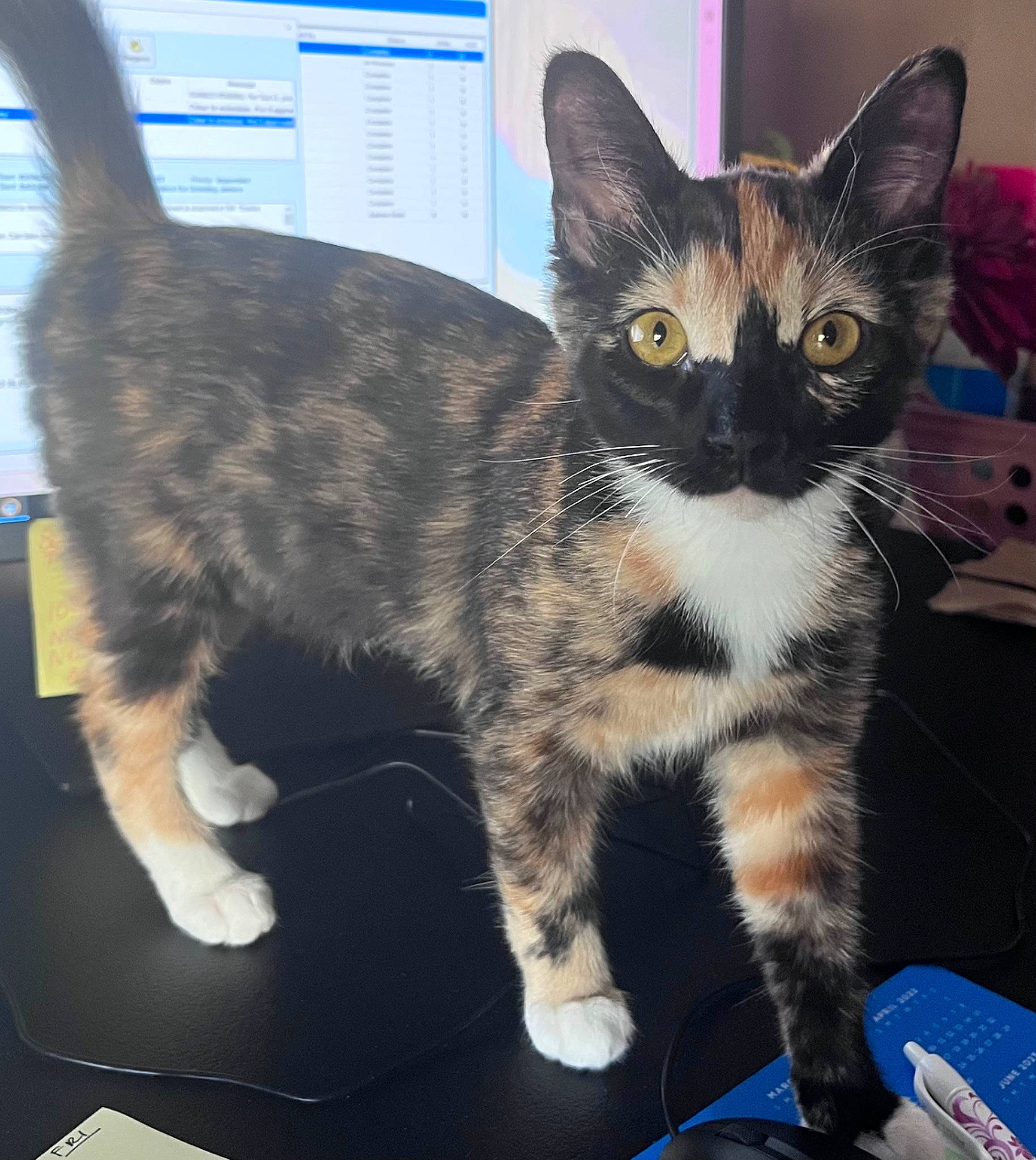 Foxy is registered to the contest to win money with this photo: carnivore, cat, comfort, domestic_short_haired_cat, felidae, fur, paw, peripheral, sitting, small_to_medium_sized_cats, snout, tail, terrestrial_animal, whiskers