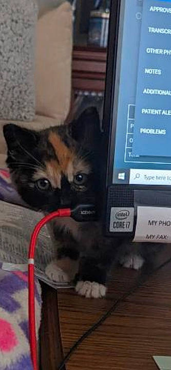 Foxy is registered to the contest to win money with this photo: audio_equipment, box, carnivore, cat, communication_device, computer, computer_hardware, computer_monitor, domestic_short_haired_cat, electronic_device, felidae, gadget, machine, output_device, peripheral, personal_computer, small_to_medium_sized_cats, snout, tail, whiskers