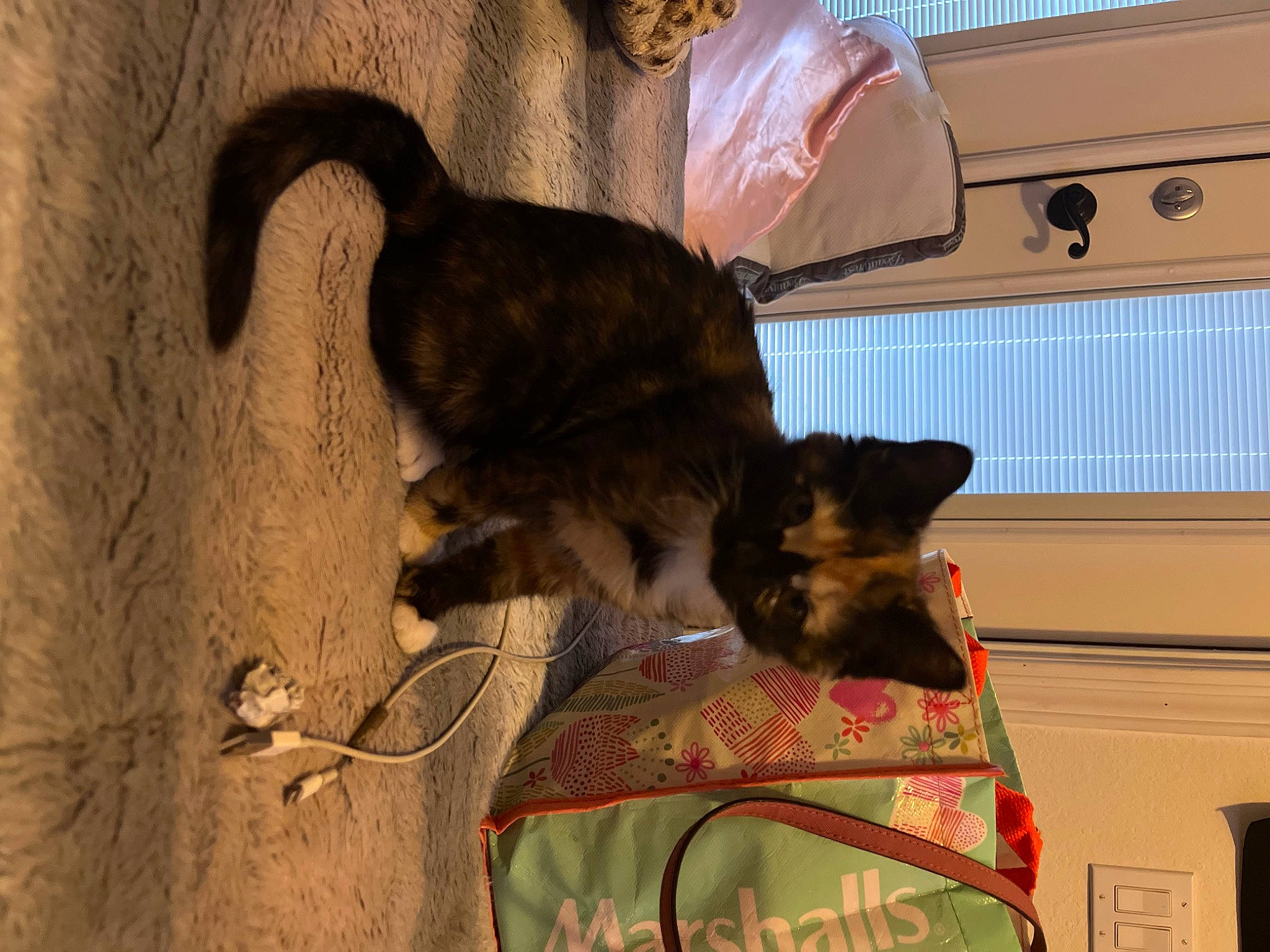 Foxy is registered to the contest to win money with this photo: brown, carnivore, cat, claw, dog_breed, domestic_short_haired_cat, fawn, felidae, fur, paw, shadow, small_to_medium_sized_cats, snout, tail, terrestrial_animal, tints_and_shades, tree, whiskers, window, wood