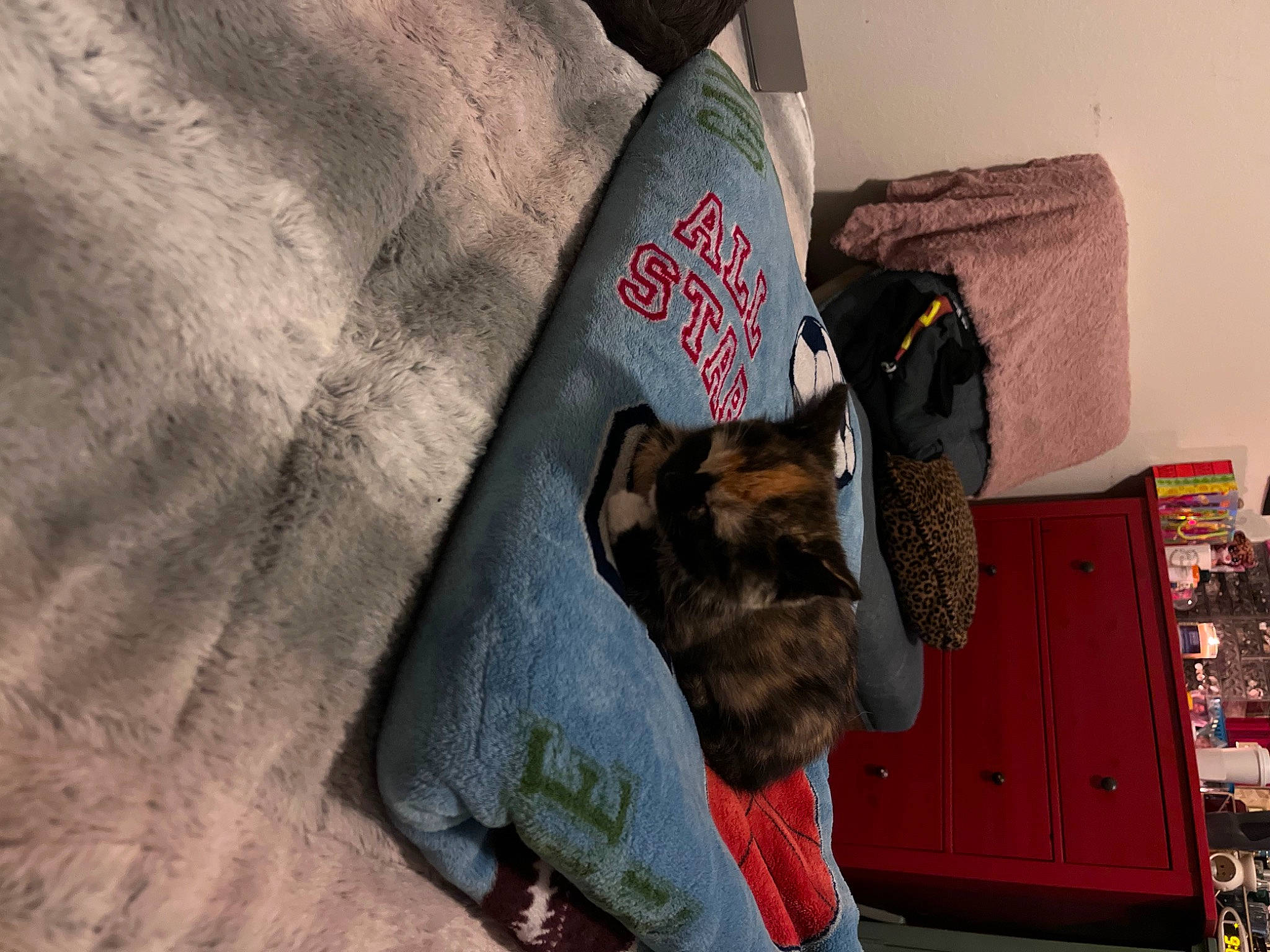 Foxy joined the competition — help win amazing prizes! bag, canidae, carnivore, collar, companion_dog, dog, dog_breed, dog_collar, dog_supply, fashion_accessory, fawn, guard_dog, leash, luggage_and_bags, mammal, pet_supply, snout, sporting_group, wood, working_animal