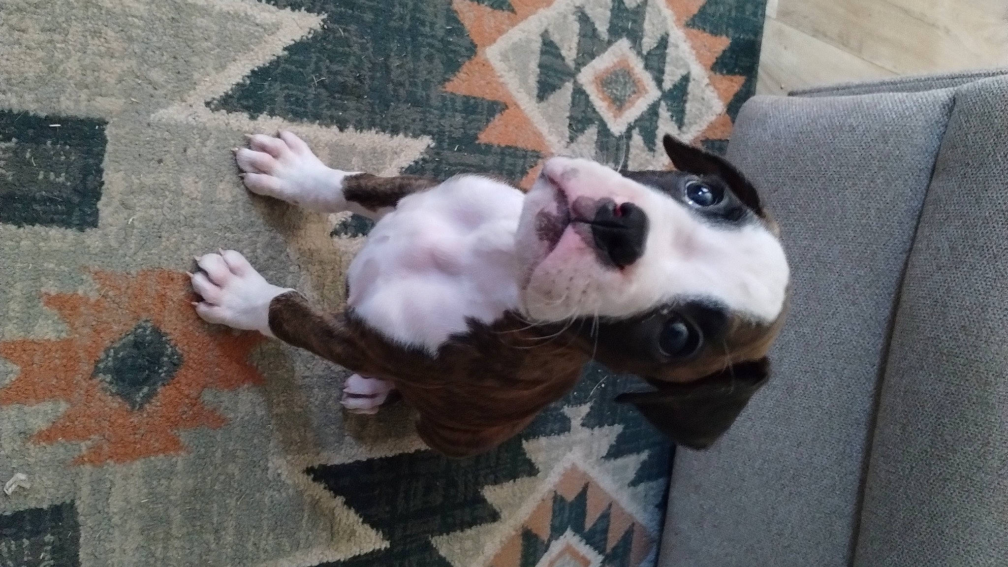 Jasper joined the competition — help win amazing prizes! canidae, carnivore, collar, comfort, companion_dog, dog, dog_breed, dog_supply, fawn, flooring, fur, non_sporting_group, pattern, paw, snout, sporting_group, toy_dog, whiskers, working_animal