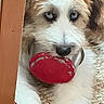 puppy, dog, pet, fluffy, shaggy, white_and_brown, blue_eyes, red_ball, toy, holding_toy, indoors, doorway, rug, carpet, floor, portrait, close_up, looking_at_camera, playful, cute