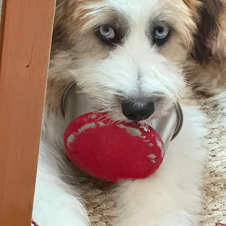 Sir Frankie Poopalot