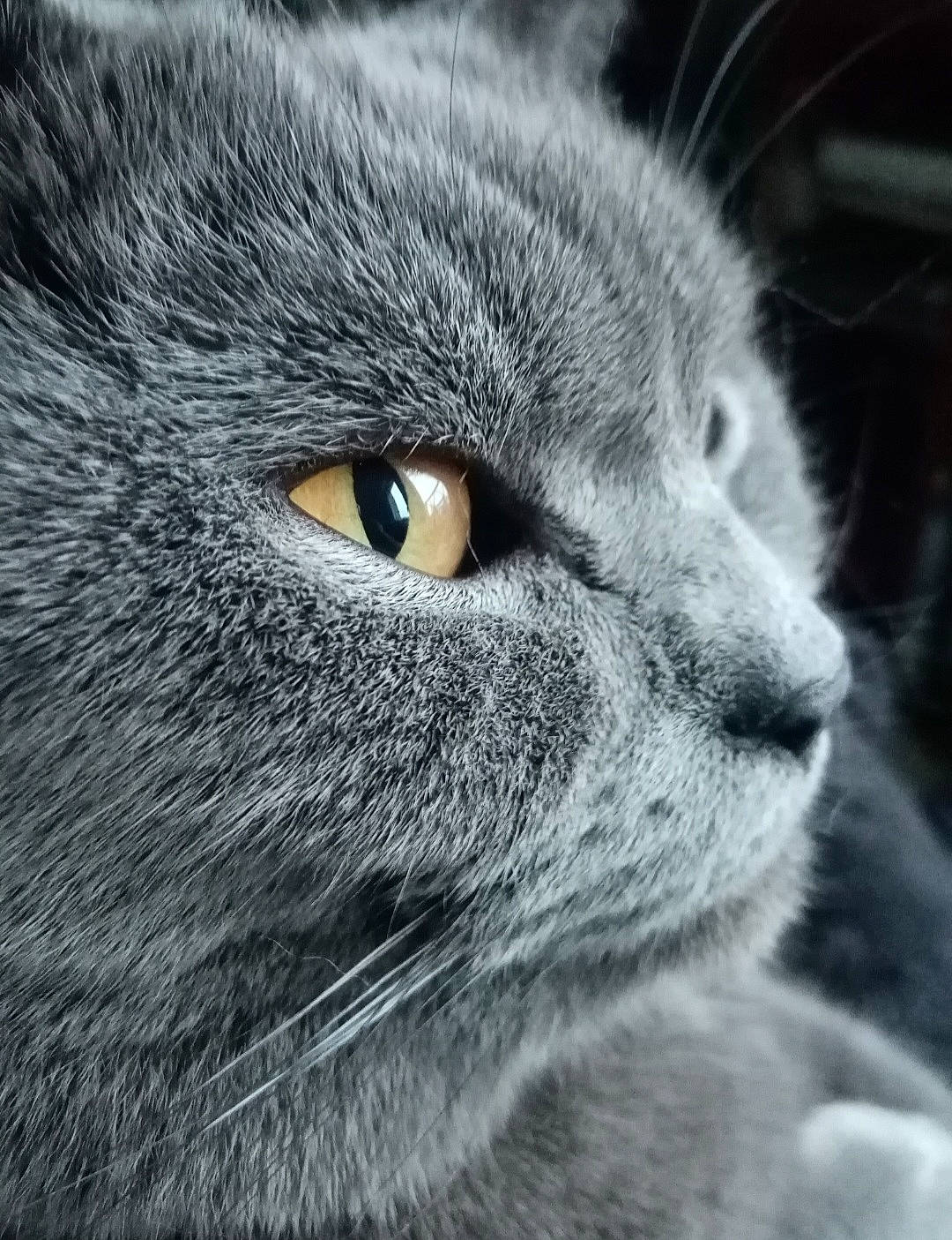 Paddy a rejoint le concours — aidez-le/la à gagner de superbes lots ! carnivore, cat, close_up, domestic_short_haired_cat, electric_blue, felidae, fur, grey, mammal, monochrome, monochrome_photography, small_to_medium_sized_cats, snout, terrestrial_animal, vertebrate, whiskers, wildlife