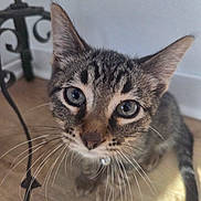 Chai is registered to the contest to win money with this photo: cat, close_up, collar, curious, domestic_cat, ears, eyes, face, feline, floor, home, indoor, kitten, pet, sitting, tabby, tail, whiskers, wooden_floor, young_cat