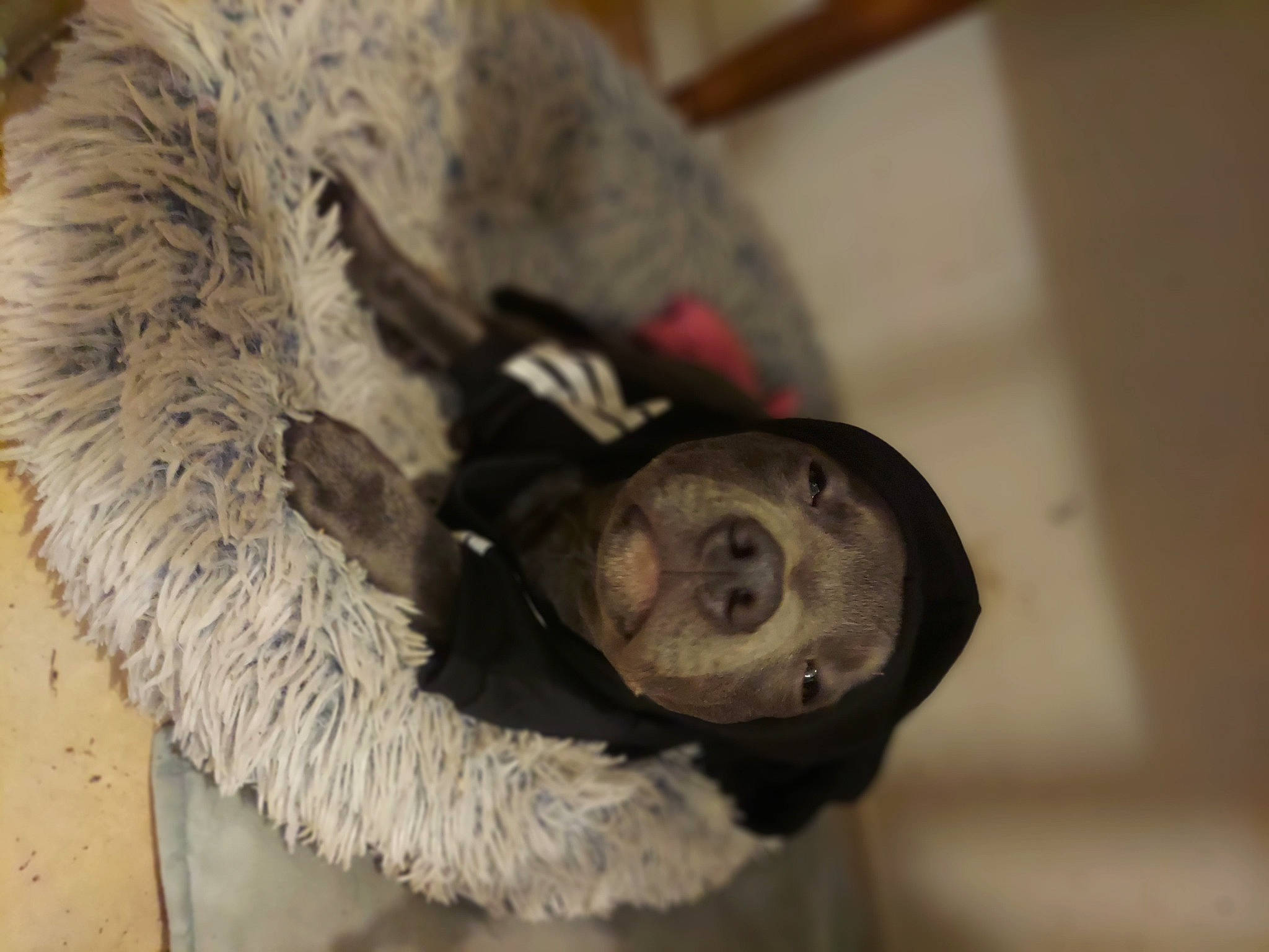 Sunny participe au concours pour gagner de l'argent avec cette photo : carnivore, claw, fur, grey, lemur, mustelidae, natural_material, paw, primate, snout, tail, terrestrial_animal, whiskers, wildlife