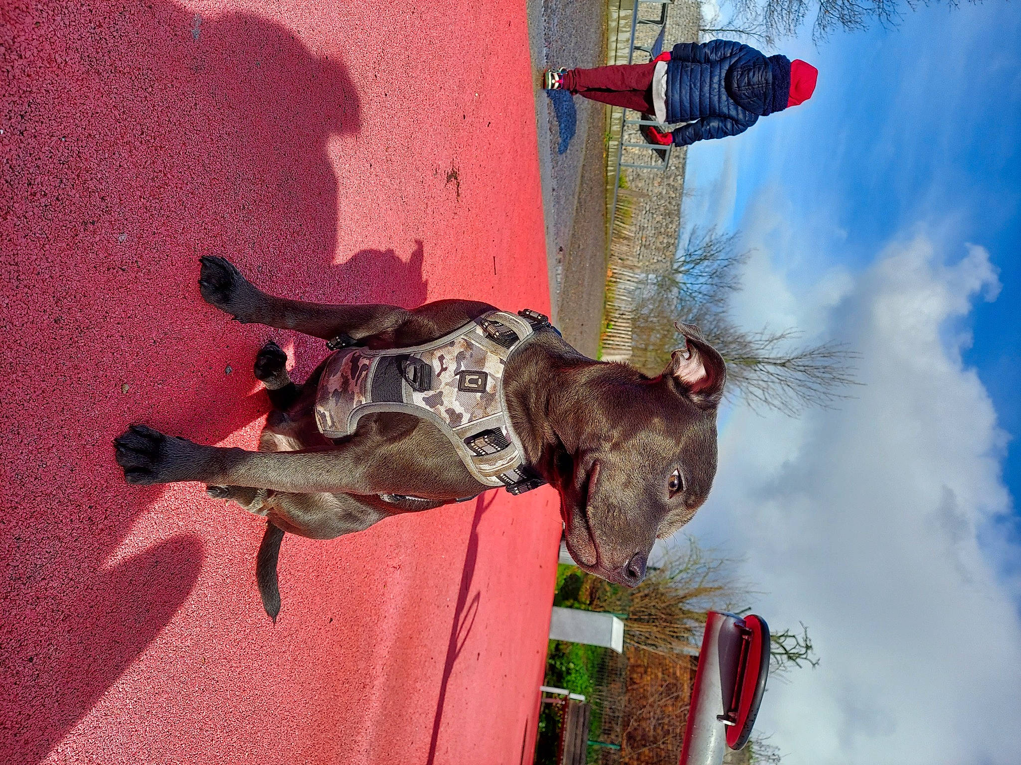 Sunny participe au concours pour gagner de l'argent avec cette photo : adventure, canidae, carmine, carnivore, cloud, collar, dog, dog_breed, dog_collar, dog_supply, fun, leash, pet_supply, red, sky, sporting_group, working_animal