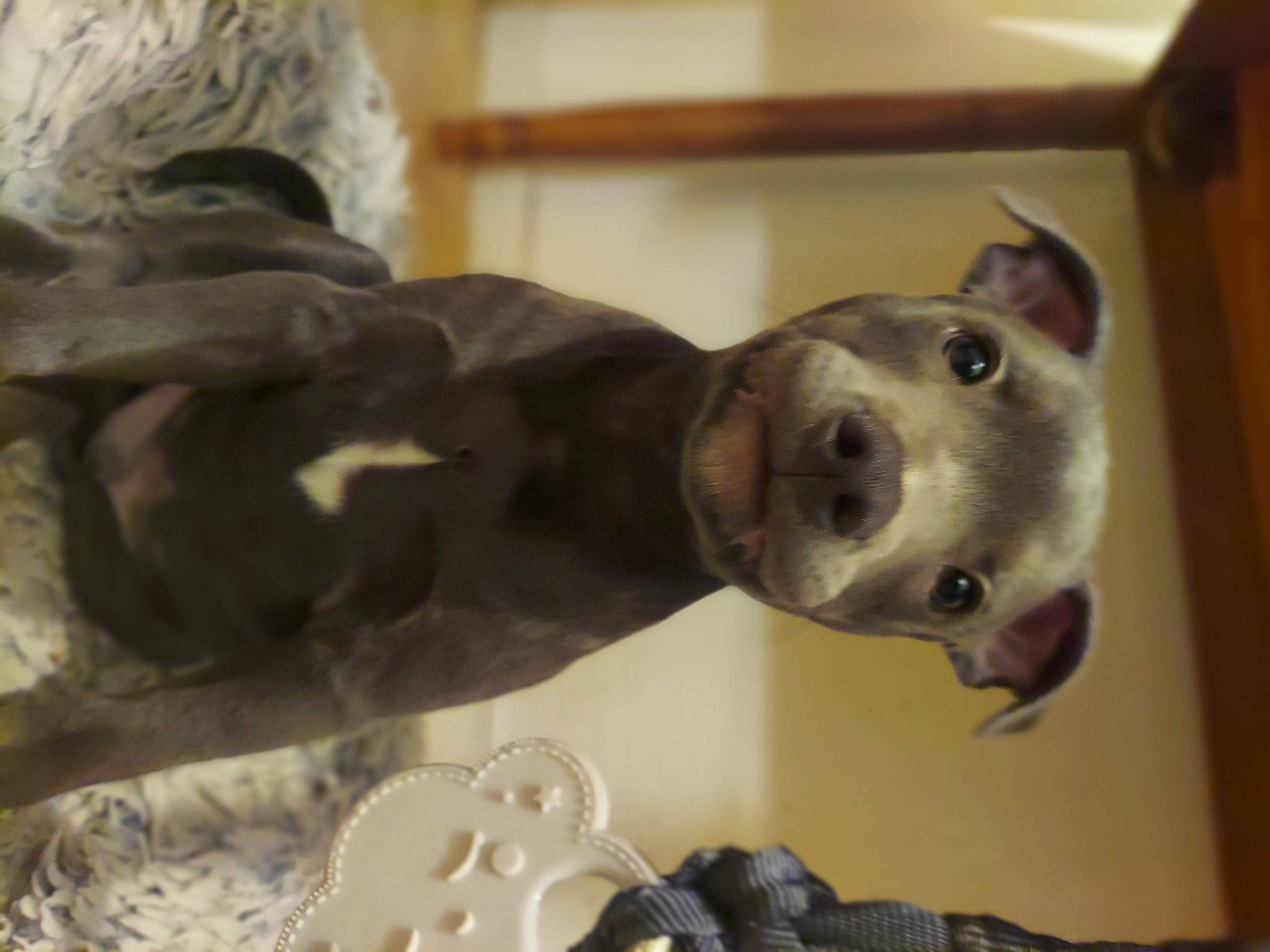 Sunny a rejoint le concours — aidez-le/la à gagner de superbes lots ! art, canidae, carnivore, dog, dog_breed, fawn, fur, metal, non_sporting_group, pet_supply, sculpture, snout, sporting_group, statue, terrestrial_animal, whiskers, wood, working_animal