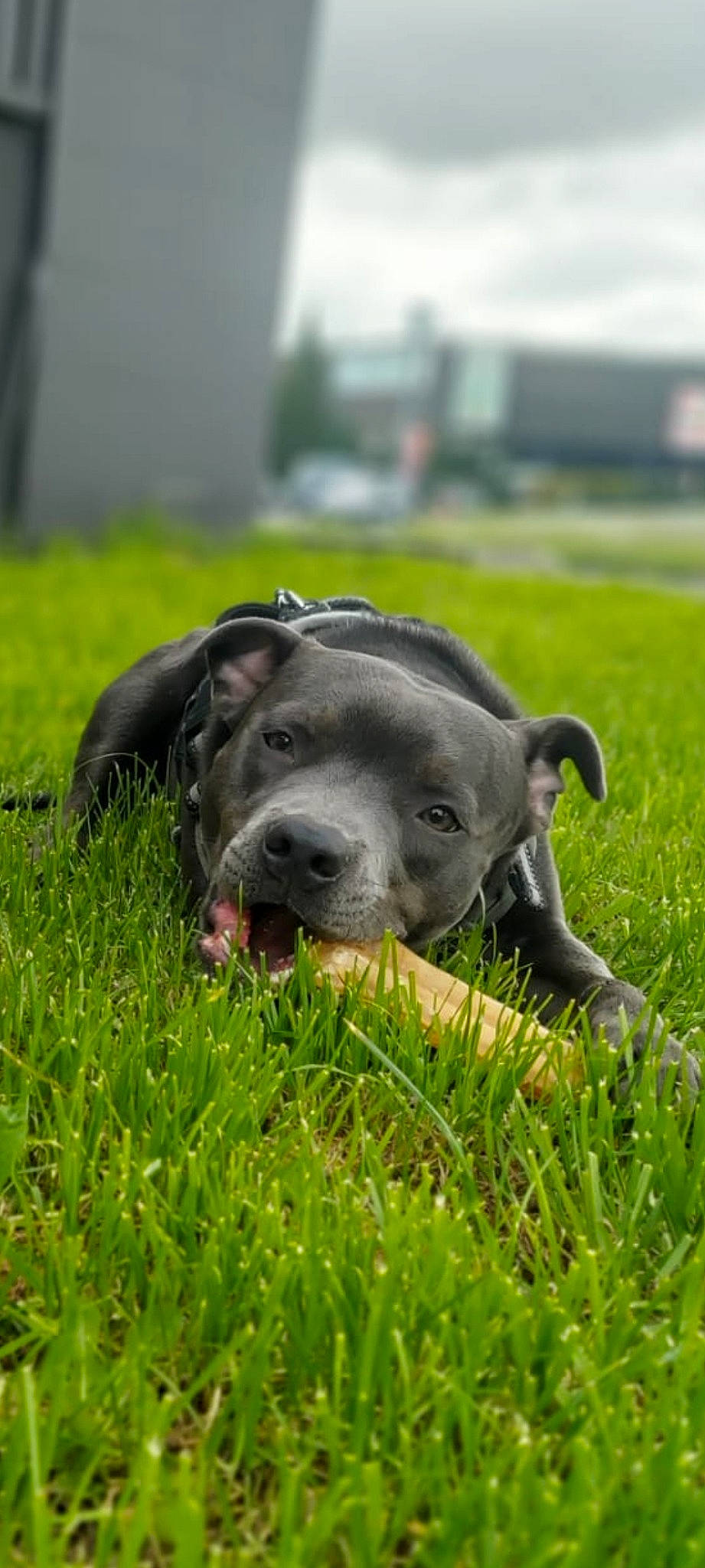 Sunny a rejoint le concours — aidez-le/la à gagner de superbes lots ! borador, canidae, carnivore, collar, companion_dog, dog, dog_breed, event, field, grass, grassland, groundcover, pasture, personal_protective_equipment, plant, prairie, snout, sporting_group, terrestrial_animal, working_animal