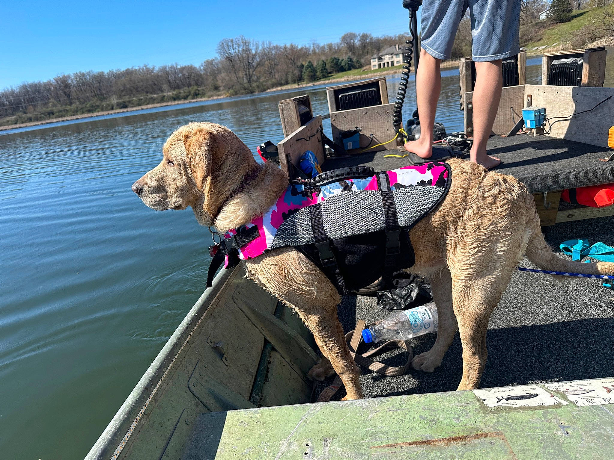 Ella is registered to the contest to win money with this photo: bag, boat, boats_and_boating_equipment_and_supplies, carnivore, collar, companion_dog, dog, dog_breed, dog_collar, fawn, lake, leash, leisure, shorts, sky, tree, vehicle, water, watercraft, working_animal